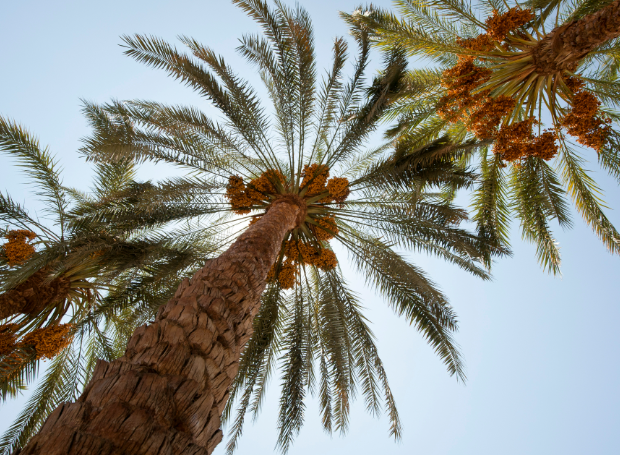 Industrial Date Palm Branch Carbonization & Hookah Charcoal Production Plant